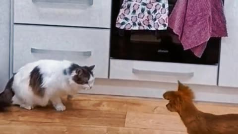 🐈 and 🐕 funn