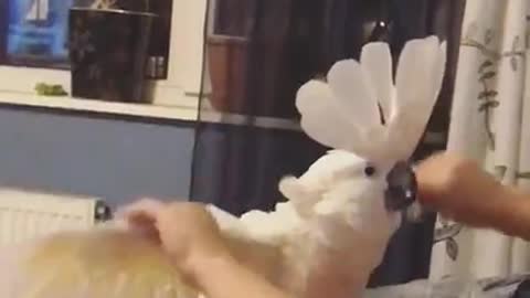 Cockatoo massage