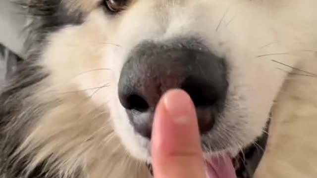 #foryoupage #dog #alaskangiant #alaskanmalamute #dogs #dogsoftiktok #malamute