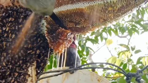 There are too many bees