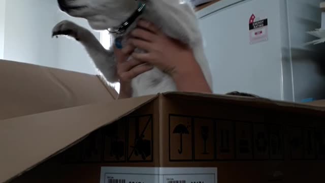 Dog held outside of box