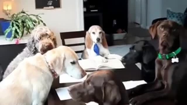 Best complication of funny dog videos