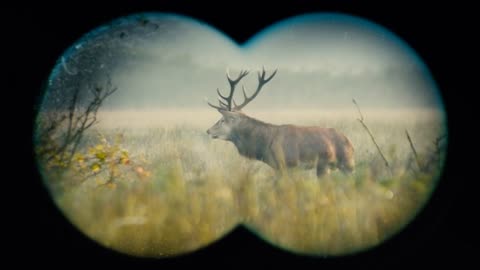 Wild red deer in the misty morning during rutting season. Binocular observation