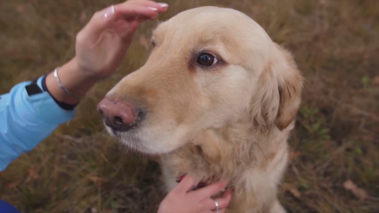 This Beautiful Puppy Loves Caressing By Owner - Joyful Time!