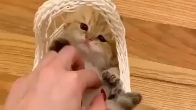 Funny and lovely cute kitten in a basket compilations