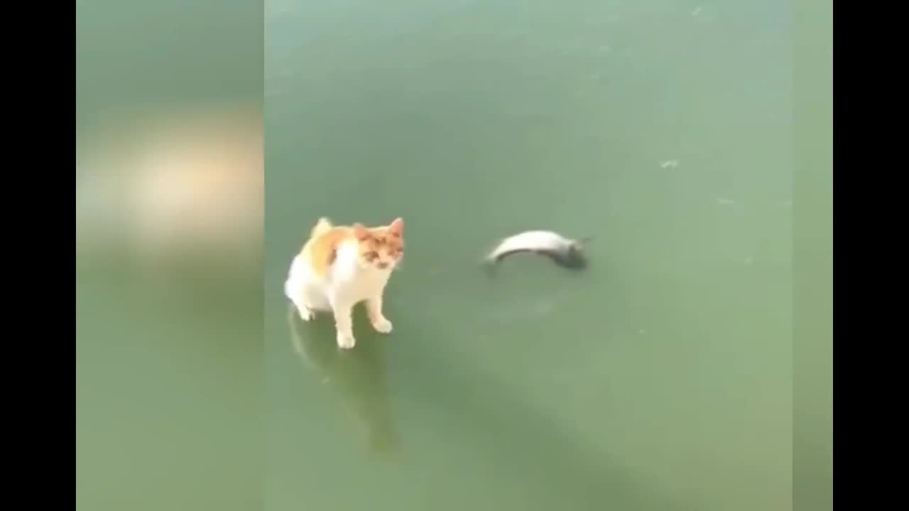 This cat wants to catch a fish