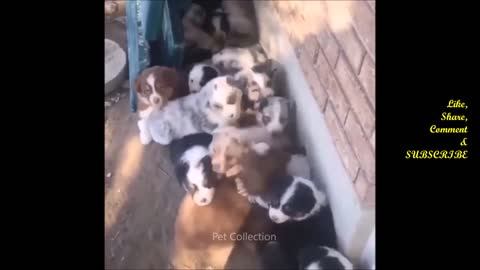 FUNNY DOG VIDEOS