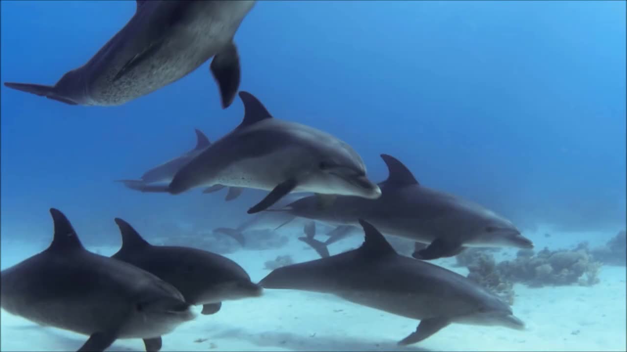 Dolphins in water