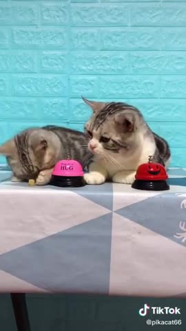 Lovely Cat, black cat, cats, funny cats, funny cat