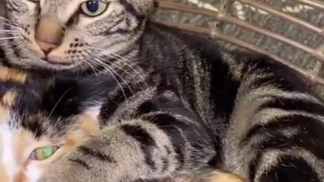 Cute and Funny Cat Videos Compilation_ |01|