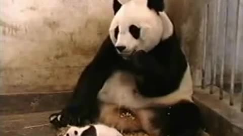 very funny bear