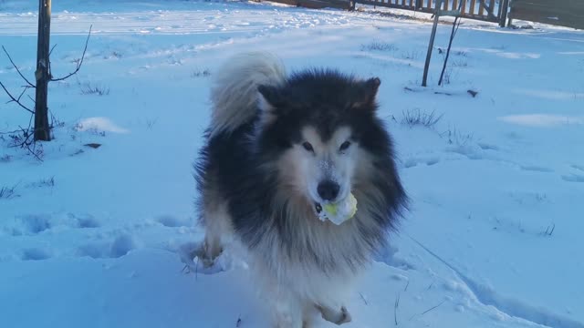 Adorable Siberian Husky Playing with ball in dense snow