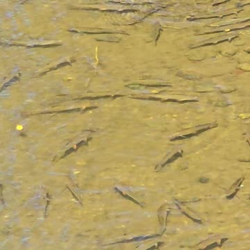 Fish in the river / Fish in clear fresh water.