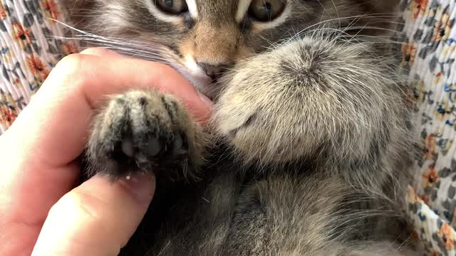 cute cat playing with his master