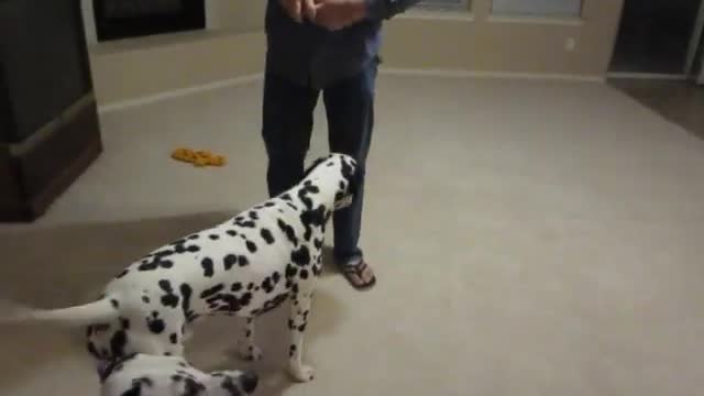 My Dalmatians playing with a ball