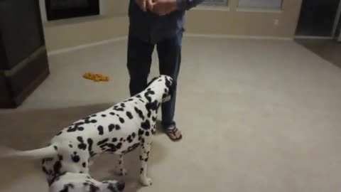 My Dalmatians playing with a ball