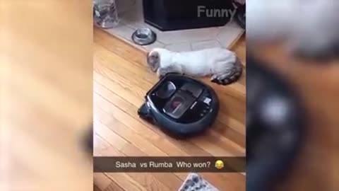 funny animal videos rumble