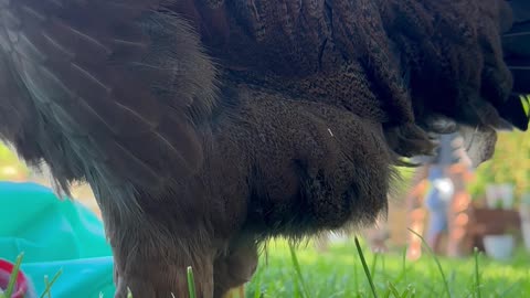 Pregnancy Announcement Blocked By Chicken