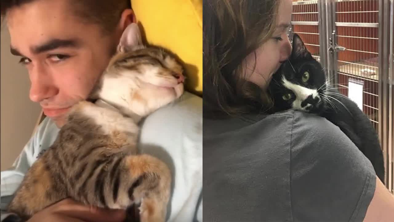 Cute moments cat showing loves owner Videos