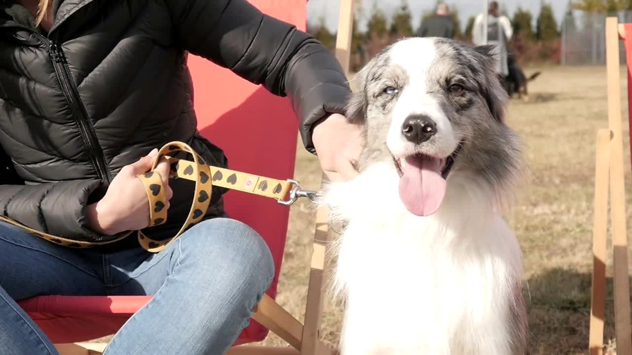 Dogs on leashes and their owners pet with Love