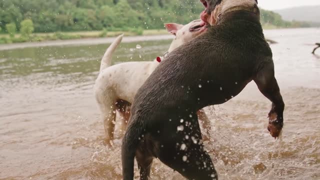 Lovely fighting between two dogs in water angry