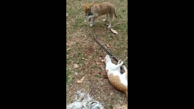 It's so cute my cat is doing exercises pulling strings with the dog