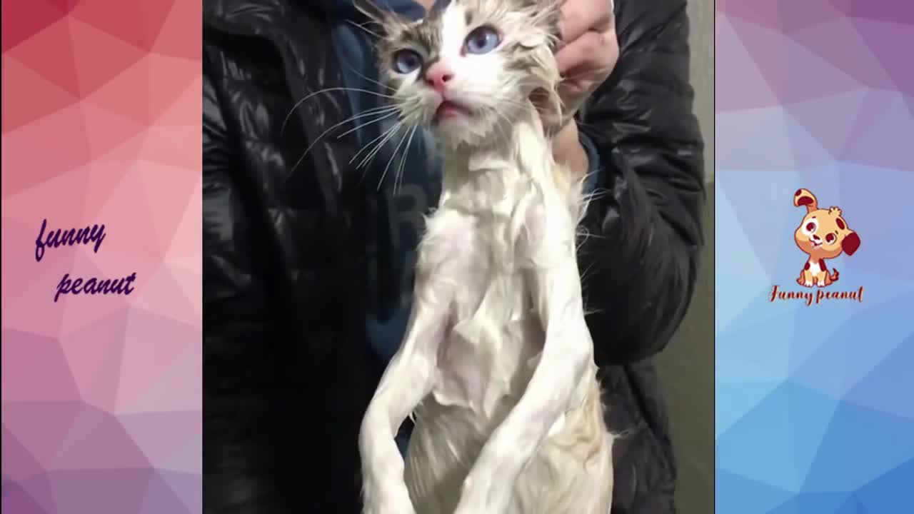 Cat's Reaction To Bathing-Why Cats Hate To Bathe Funny