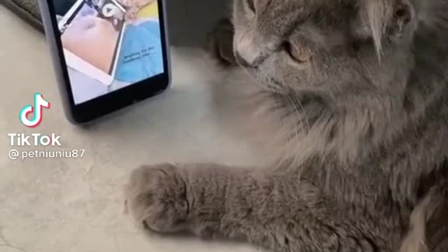 Cat funny head dance