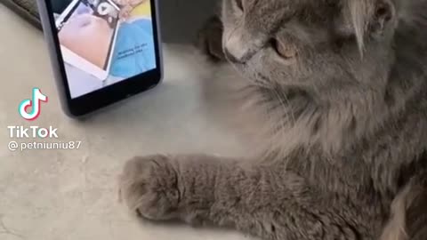 Cat funny head dance