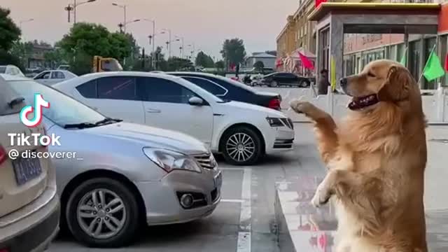 dog helps his owner