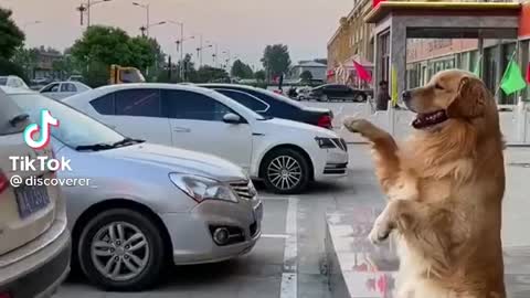 dog helps his owner