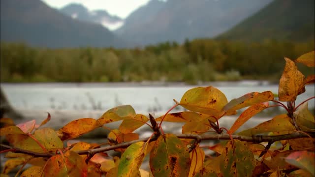 magnificence Birds on Alaskan Lake