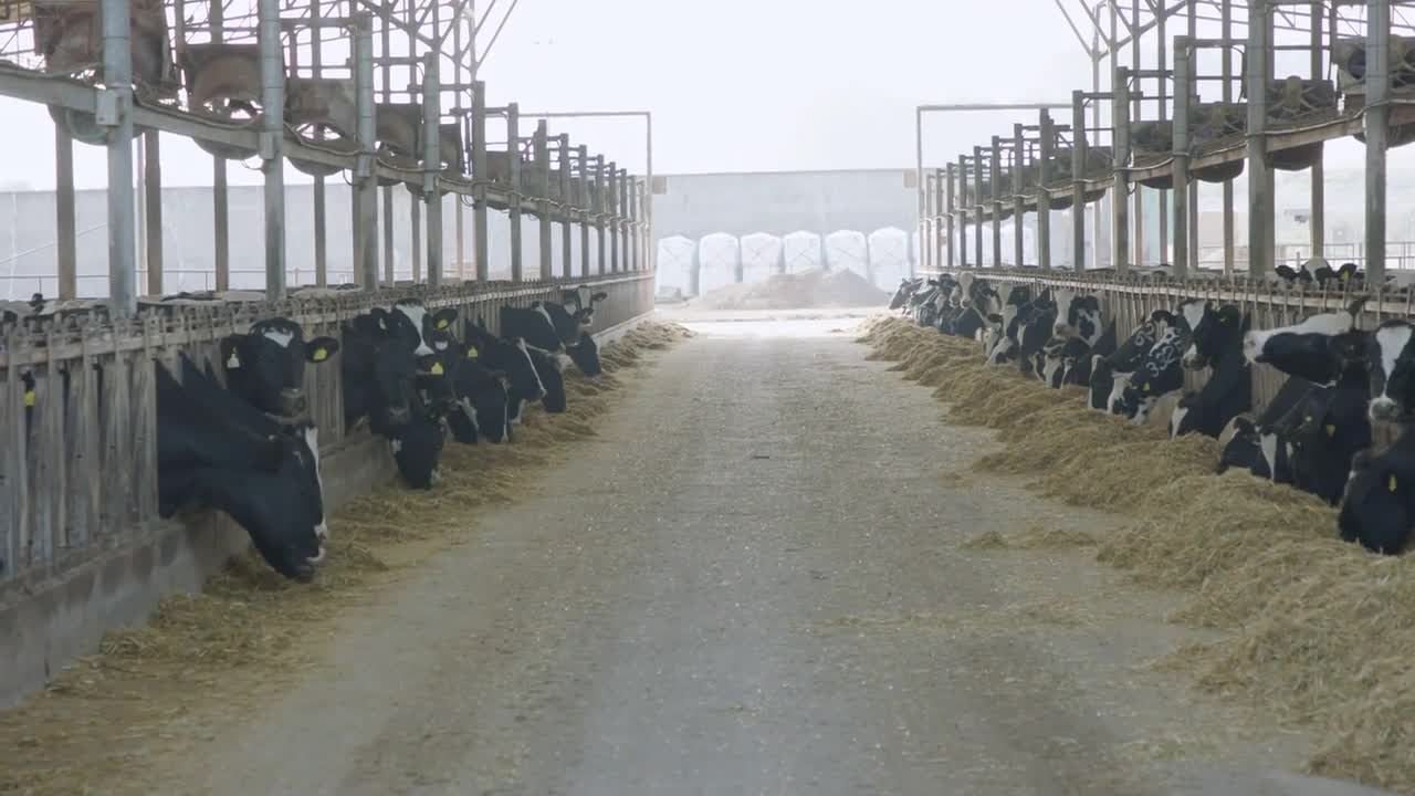 Cows eating Silage in a large dairy farm, milk production