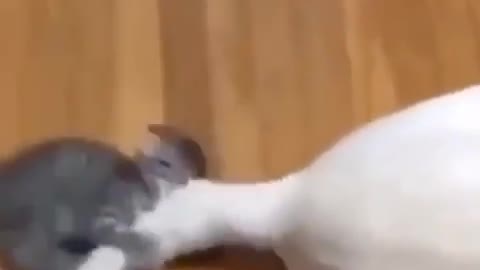Придумайте название к видео