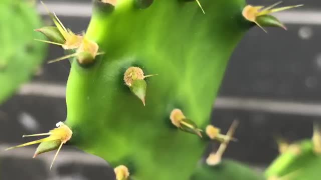 This plant is covered with thorns