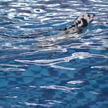 Dog in swimsuit pool
