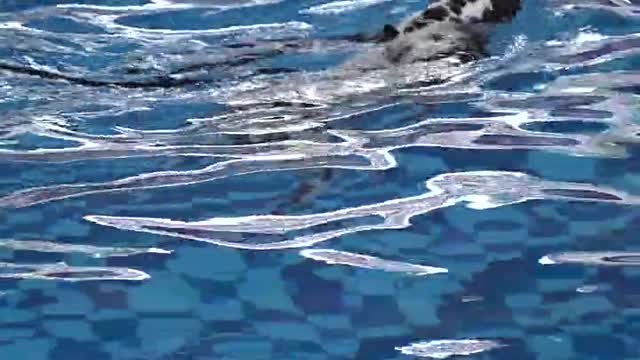 Dog in swimsuit pool