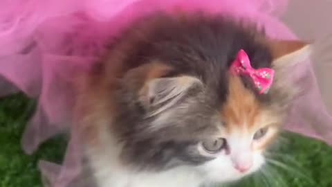 Cute little cat video-funny cat video Playing