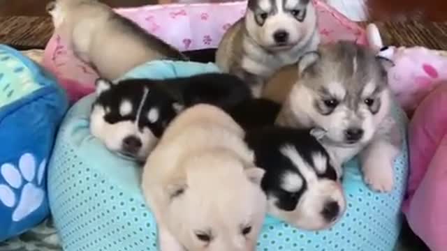 group of cute