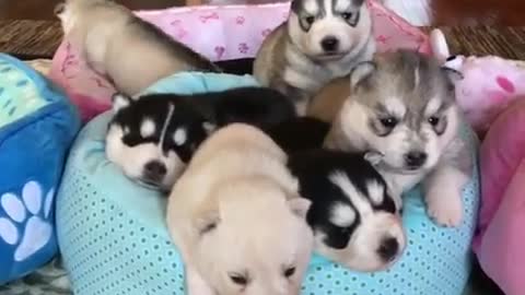 group of cute