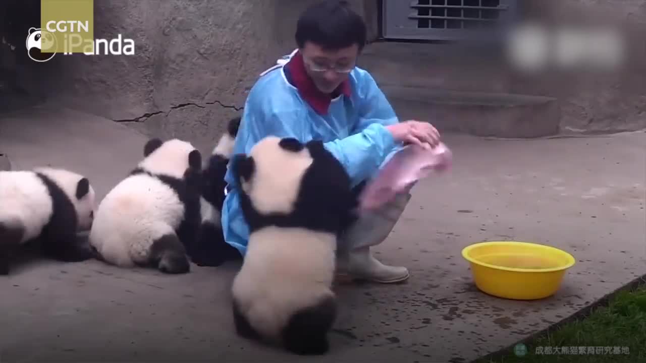 baby panda in the zoo keeper's bath