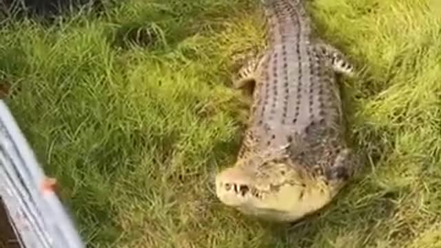 Crocodile having a full chicken