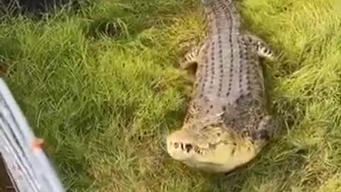 Crocodile having a full chicken