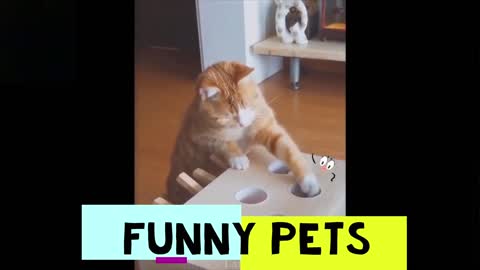 Funny Pets pt. 3