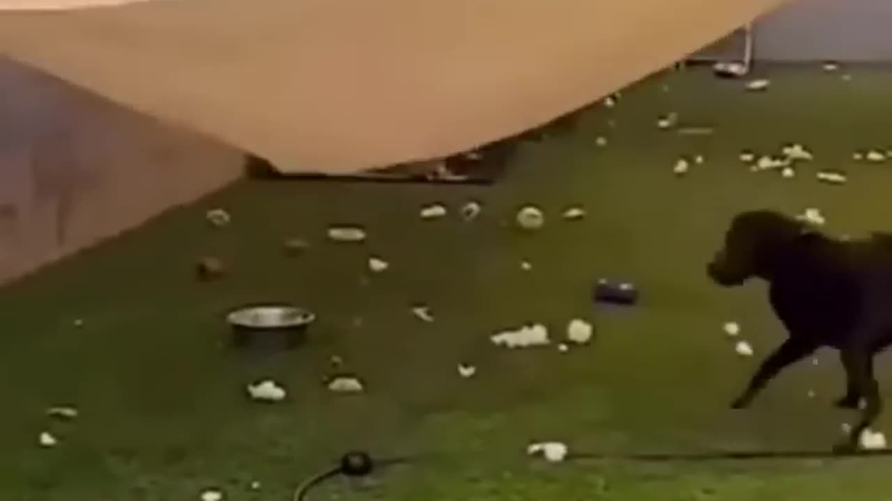 Funny animals