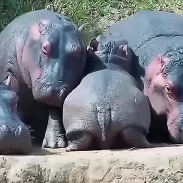 Hippo calves already weigh about 100 lbs at birth 🦛