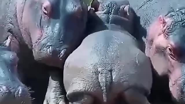 Hippo calves already weigh about 100 lbs at birth 🦛