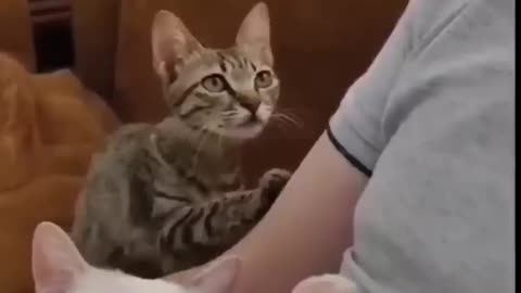 Cute cats video