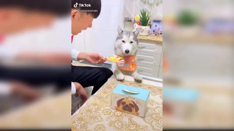 Dog Reaction to Cutting Dog Cake