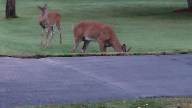 Young whitetail buck and doe